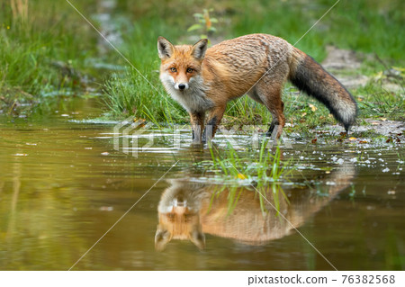 Red fox wading in water with reflection in summer nature Red fox wading in water with reflection in summer nature 76382568