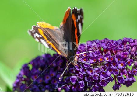Red Admiral, Vanessa atalanta, butterflies on Buddleja flower or butterfly bush 76382619