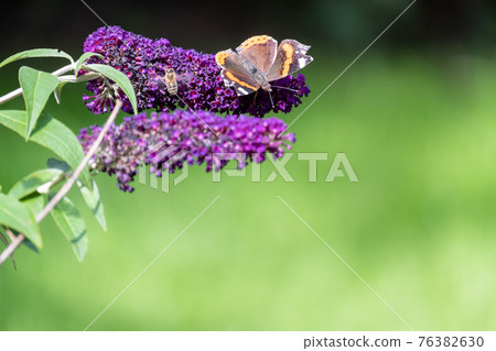 Red Admiral, Vanessa atalanta, butterflies on Buddleja flower or butterfly bush Red Admiral, Vanessa atalanta, butterflies on Buddleja flower or butterfly bush 76382630