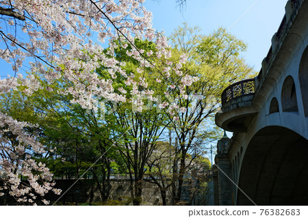 Cherry blossoms in full bloom and Otonashi Bridge in Otonashi Water Park Cherry blossoms in full bloom and Otonashi Bridge in Otonashi Water Park 76382683