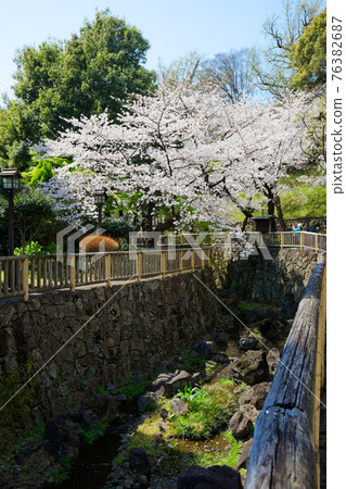 音無水上公園櫻花盛開 76382687