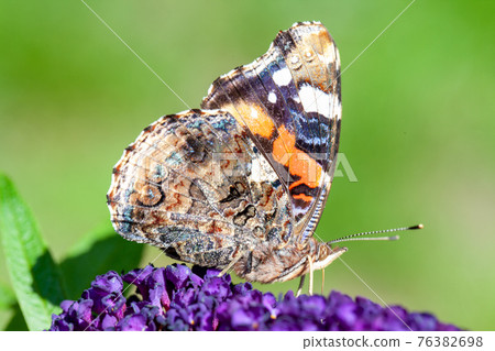 Red Admiral, Vanessa atalanta, butterflies on Buddleja flower or butterfly bush 76382698
