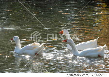 White geese on the water. White geese on the water. 76382738