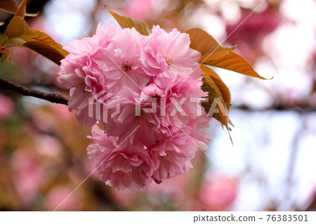 Pink double cherry blossoms blooming near Myoshoji Park (7) Pink double cherry blossoms blooming near Myoshoji Park (7) 76383501