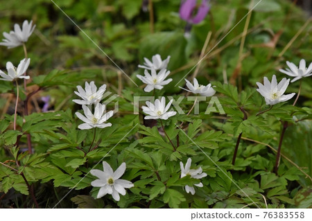 銀蓮花屬pseudoaltaica,春天的白花 銀蓮花屬pseudoaltaica,春天的白花 76383558