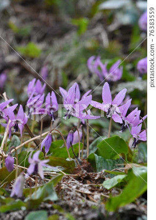 Erythronium japonicum,春天野草 Erythronium japonicum,春天野草 76383559