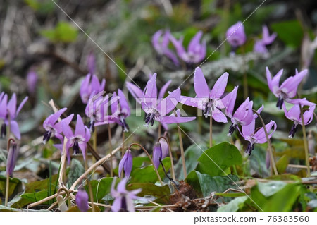 Erythronium japonicum，春天野草 76383560