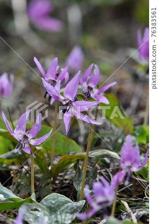 Erythronium japonicum,春天野草 Erythronium japonicum,春天野草 76383561