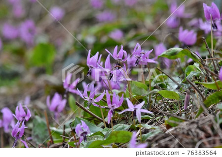 Erythronium japonicum,春天野草 Erythronium japonicum,春天野草 76383564