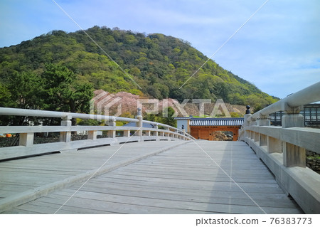 [Tottori Prefecture] Tottori Castle Ruins of Cherry Blossoms in Full Bloom (Kyusho Park Giboshi Bridge) 76383773