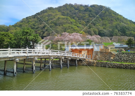 [Tottori Prefecture] Tottori Castle Ruins of Cherry Blossoms in Full Bloom (Kyusho Park Giboshi Bridge) 76383774