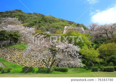 【鳥取縣】鳥取城(九正山)櫻花盛開 【鳥取縣】鳥取城(九正山)櫻花盛開 76383780