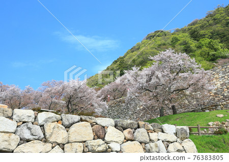 [Tottori Prefecture] Cherry blossoms in full bloom at Tottori Castle (Kyushosan) 76383805