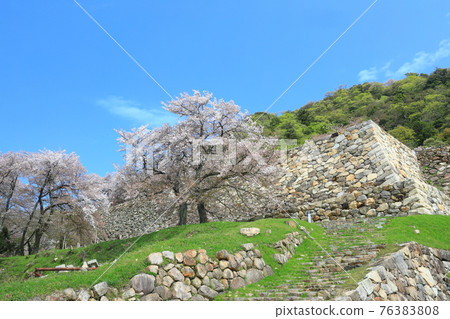 [Tottori Prefecture] Cherry blossoms in full bloom at Tottori Castle (Kyushosan) 76383808