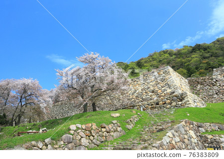 [Tottori Prefecture] Cherry blossoms in full bloom at Tottori Castle (Kyushosan) 76383809