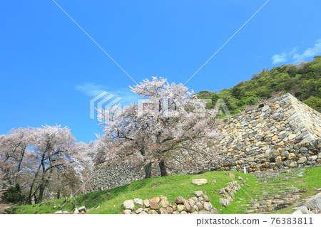 【鳥取縣】鳥取城（九正山）櫻花盛開 76383811