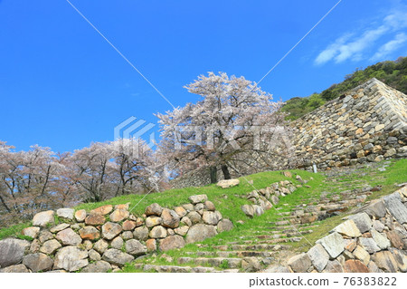 [Tottori Prefecture] Cherry blossoms in full bloom at Tottori Castle (Kyushosan) 76383822
