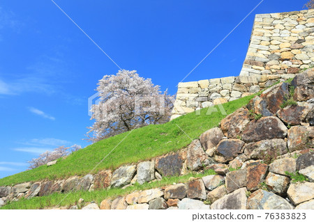 [Tottori Prefecture] Cherry blossoms in full bloom at Tottori Castle (Kyushosan) 76383823
