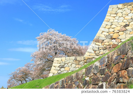 [Tottori Prefecture] Cherry blossoms in full bloom at Tottori Castle (Kyushosan) 76383824