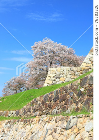 [Tottori Prefecture] Cherry blossoms in full bloom at Tottori Castle (Kyushosan) 76383826
