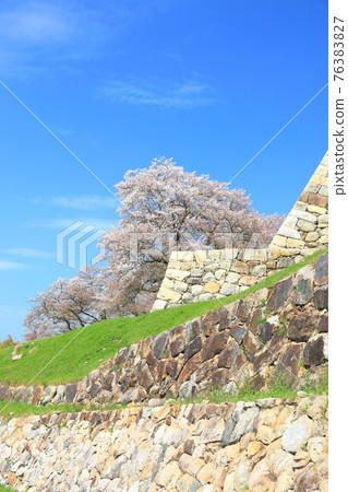 [Tottori Prefecture] Cherry blossoms in full bloom at Tottori Castle (Kyushosan) 76383827