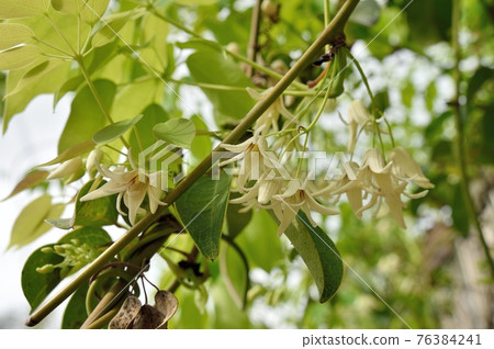 Mube flowers Mube flowers 76384241