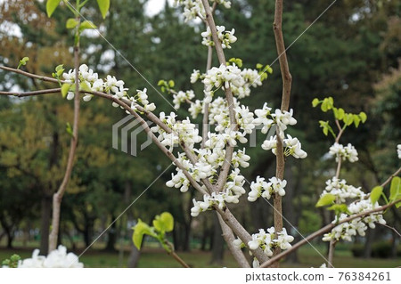 Nanazuou Shirahana Nanazuou Shirahana 76384261