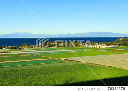 Mt. Fuji seen from the Shonan Miura Peninsula (Cabbage and radish fields in Miura City, Kanagawa Prefecture) 76384376