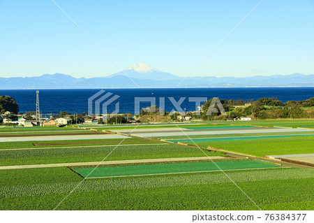 從湘南三浦半島看到的富士山（神奈川縣三浦市的白菜和蘿蔔田） 76384377