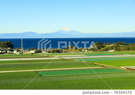從湘南三浦半島看到的富士山（神奈川縣三浦市的白菜和蘿蔔田） 76384378