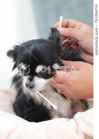吉娃娃，用棉籤清潔耳朵，狗 76384454