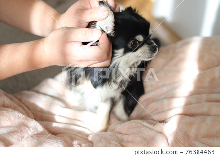 Chihuahua, cleaning ears with a cotton swab, dog Chihuahua, cleaning ears with a cotton swab, dog 76384463