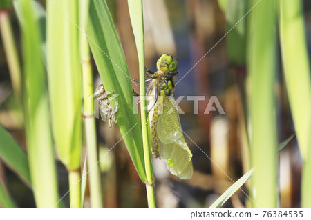 Emergence of Yotsuboshi Tombo 76384535