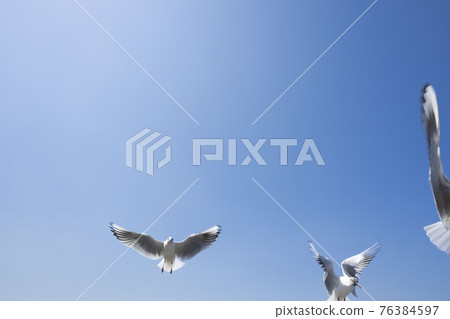 Seagulls flapping in the blue sky, white birds Seagulls flapping in the blue sky, white birds 76384597