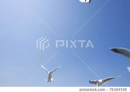 Seagulls flapping in the blue sky, white birds Seagulls flapping in the blue sky, white birds 76384598
