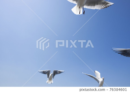 Seagulls flapping in the blue sky, white birds 76384601