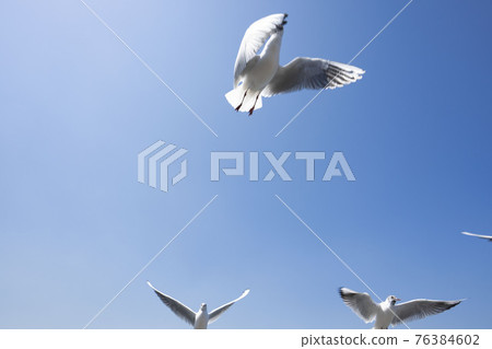 Seagulls flapping in the blue sky, white birds 76384602