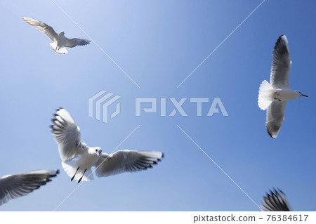 Seagulls flapping in the blue sky, white birds Seagulls flapping in the blue sky, white birds 76384617
