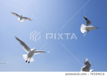 Seagulls flapping in the blue sky, white birds Seagulls flapping in the blue sky, white birds 76384618