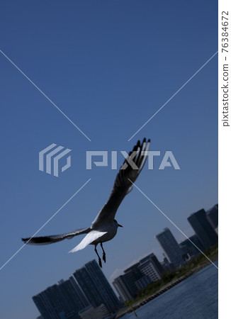 Seagulls flapping in the blue sky, white birds Seagulls flapping in the blue sky, white birds 76384672
