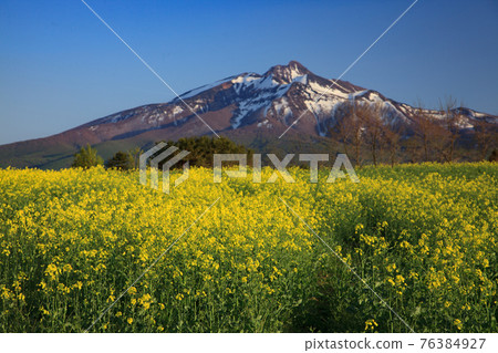 Beautiful scenery of Mt. Iwaki and rape field Beautiful scenery of Mt. Iwaki and rape field 76384927