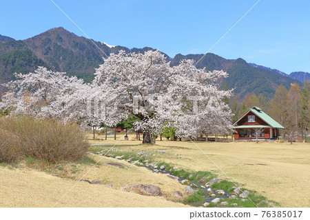 櫻花盛開的春天的安曇野千尋美術館 76385017