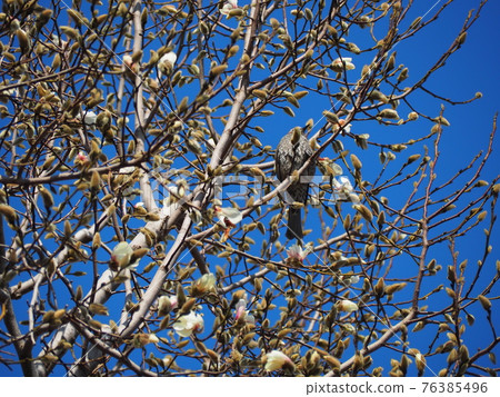 Kobushi and bulbul 76385496