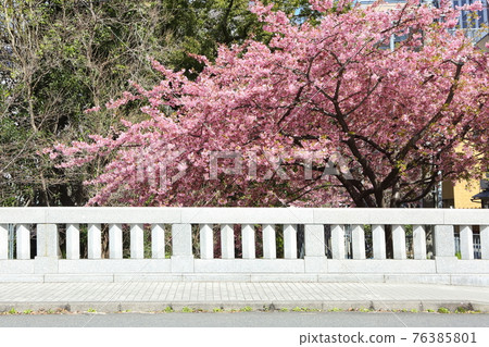 一條河津橋上的河津櫻花 76385801