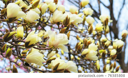 與玉蘭玉蘭花的風景 76385808
