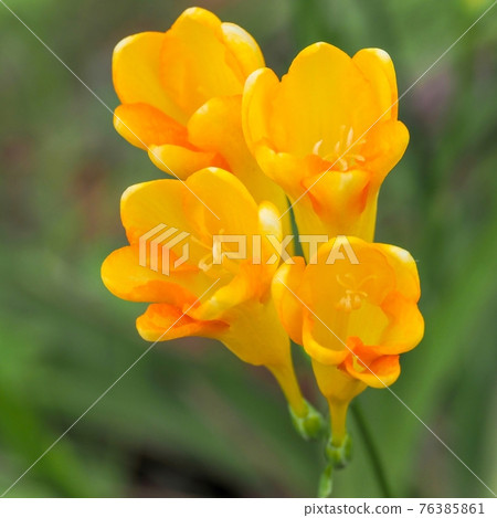 Freesia flowers in full bloom shining in the light 76385861