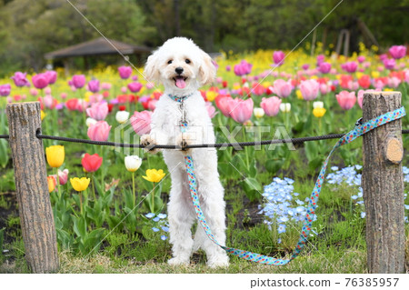 在鬱金香領域的 Maltipoo 76385957