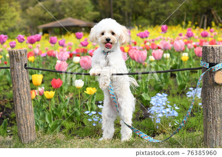 在鬱金香領域的 Maltipoo 76385960