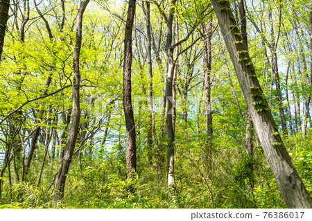April Green Hachioji Gathering Forest Fresh Green Forest Bath Ecology April Green Hachioji Gathering Forest Fresh Green Forest Bath Ecology 76386017