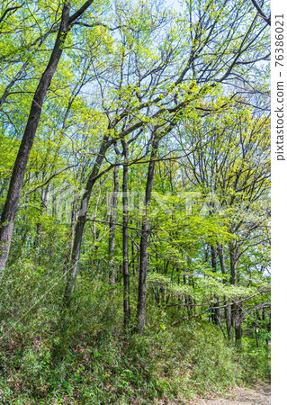 April Green Hachioji Gathering Forest Fresh Green Forest Bath Ecology April Green Hachioji Gathering Forest Fresh Green Forest Bath Ecology 76386021